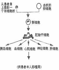 人体细胞结构与功能解析