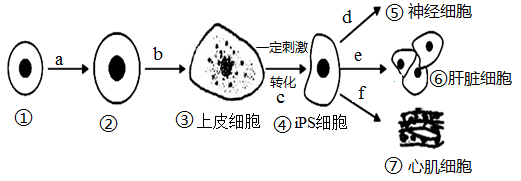 人体干细胞技术开发和应用新突破