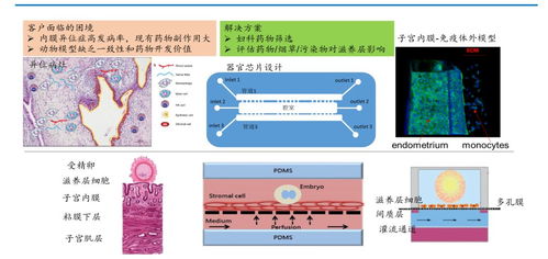 以拟人体器官芯片技术引领医药研发变革 子瞻医药的人体干细胞应用探索